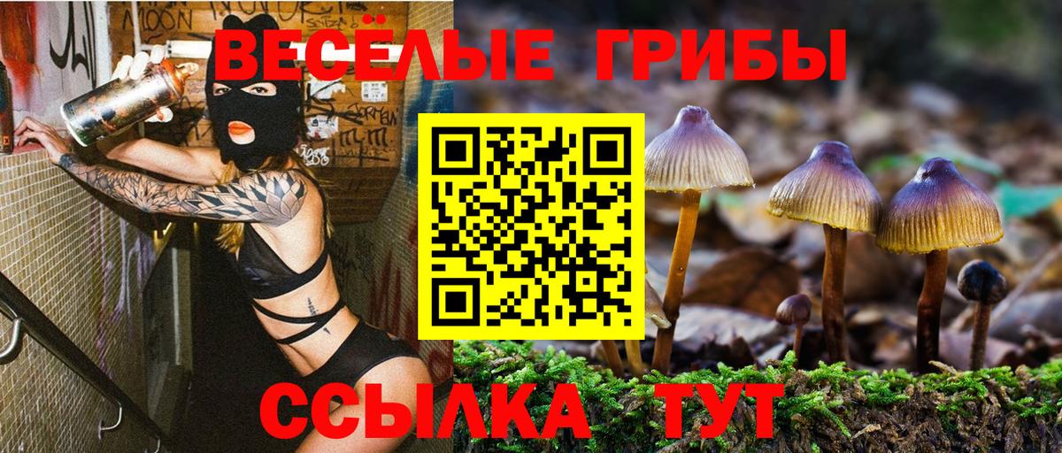 Галлюциногенные грибы Psilocybe Зеленогорск